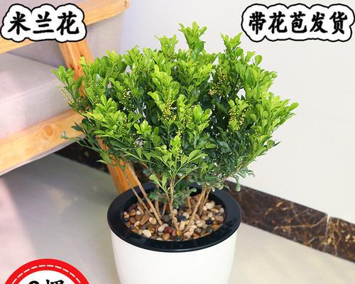 米兰餐馆的盆器选择（大盆与小盆）