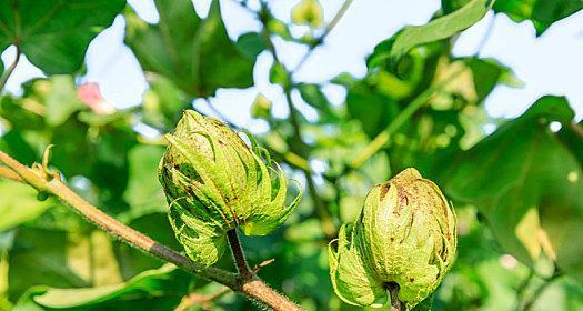 棉花的种子植物身份剖析（探究棉花的种子植物属性及其特点）