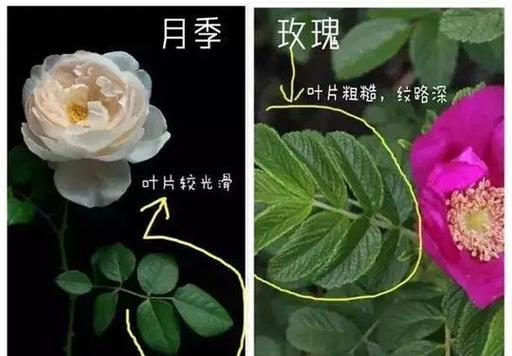 棉花糖泡泡月季的优缺点剖析（欣赏棉花糖色彩的同时）