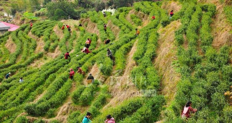 明前茶采摘时间及收获季节（探寻春季茶园的神秘面纱）