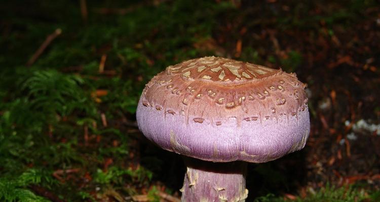 蘑菇种植秘籍（掌握最佳种植时间）