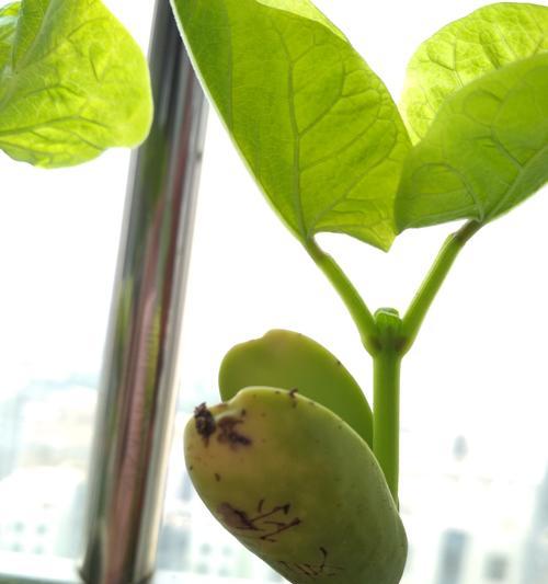 探秘神奇的魔豆植物（解密魔豆的生长环境）