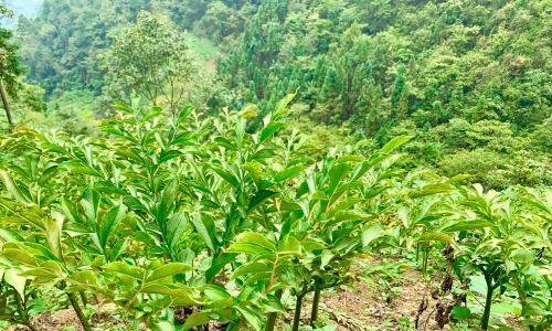 魔芋种球的保存与种植时间详解（从保存到种植）