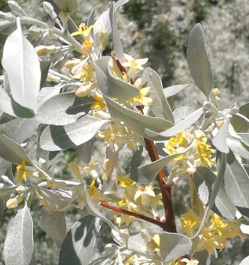 沙枣花（追寻爱与希望的花语）