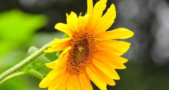 以菊花代表老师的无私奉献（菊花——代表着老师无私奉献的象征之花）