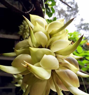 清明节的花——缅怀与寄托（用花语传递清明节的情感）