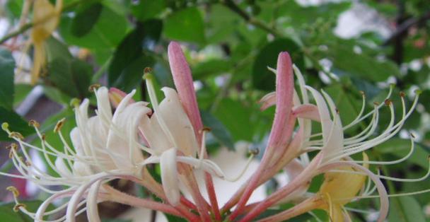 用百合花诠释守护的力量（静静守望的花朵）