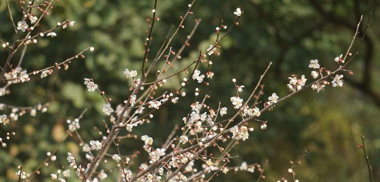 以蓮花代表虚心——谦逊之美（探寻蓮花的虚心品质与人生哲理）