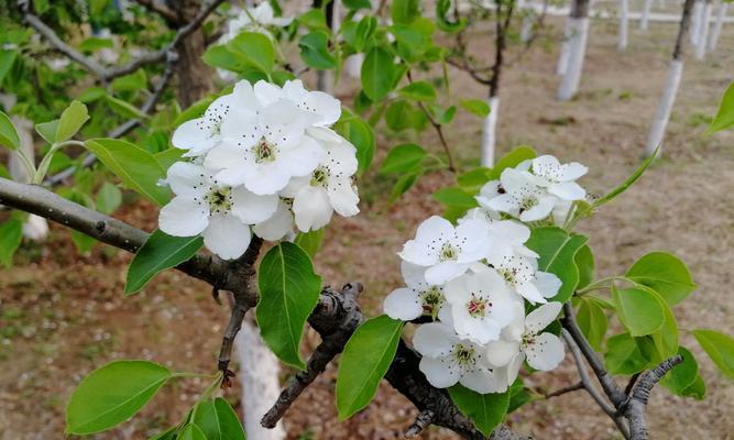 以菊花代表睿智——探索智慧的象征（菊花的优雅与智慧的交织）