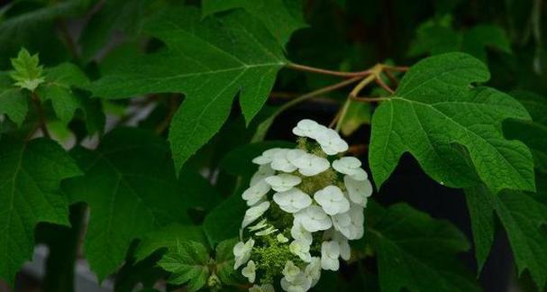 以向日葵为主题的花语——帮助与希望（阳光般的向日葵散发希望的芬芳）