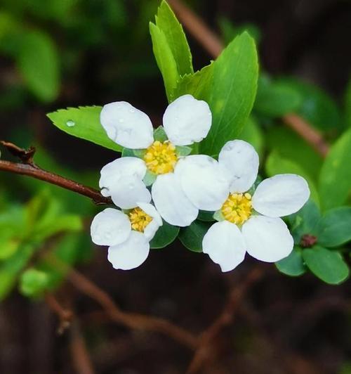 背叛欺骗的花语秘密（揭开背叛欺骗的花朵真相）