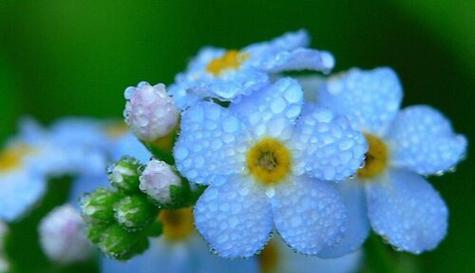 永生花的花语——别忘记我（以什么花的花语表达别忘记我）