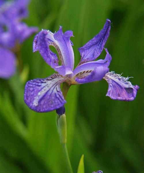 以白色莲花为主题的诚信花语（纯洁与真诚的象征）