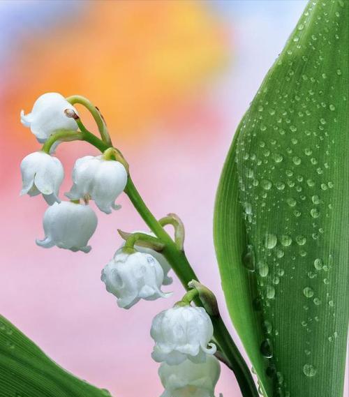 花语传递的情感——以玫瑰花为例（玫瑰花的花语及其代表的情感）