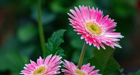 父爱如山，百合花语深情凝聚（百合花语的含义及父爱的表达方式）