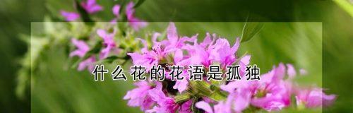 感恩之花——菊花花语（感恩的力量）