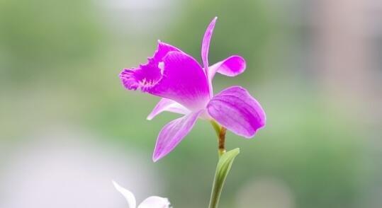 花开好运（以菊花为主题的吉祥花语及寓意）