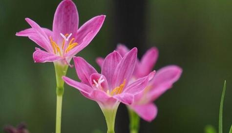 奋斗加油，向前迈进（以菊花的花语为主题的励志文章）