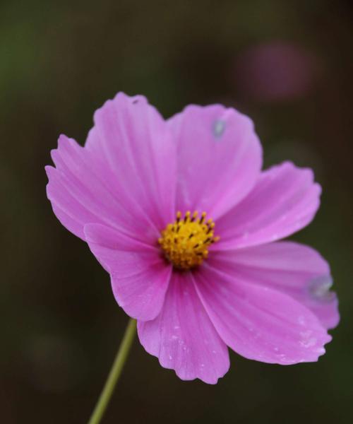 坚强不屈的花语之玫瑰（玫瑰花传递的坚持与力量）