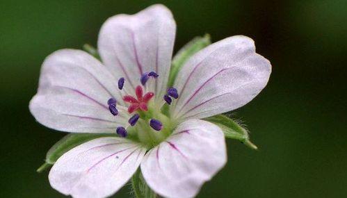 轮回之花（探寻花语中的轮回主题）