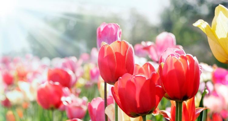 郁金香花语与寓意（美丽的郁金香花语）