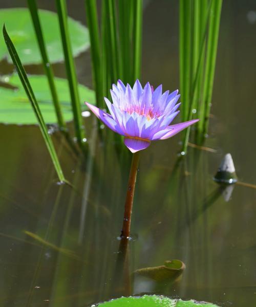 延药睡莲（芬芳娇美的睡莲）