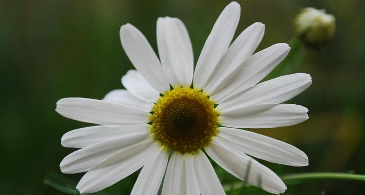 花中的狼——探寻具有狼字的花的花语之谜（狼字花的神秘花语揭秘）