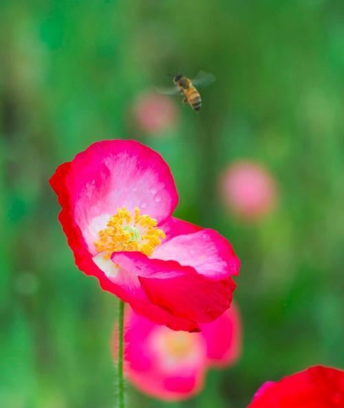 虞美人花语与传说（揭秘虞美人的神秘花语及其美丽传说）