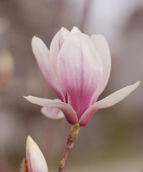 玉兰花的花语与不同颜色的象征意义（探索玉兰花花语中的五种颜色）