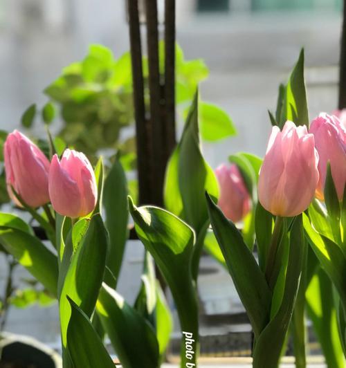 郁金香花种植时间的意义（探究种植郁金香花的最佳时间与原因）