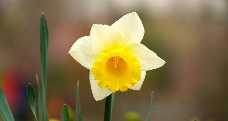 中国水仙花——寓意吉祥的花朵（中国水仙花的花语及文化象征）