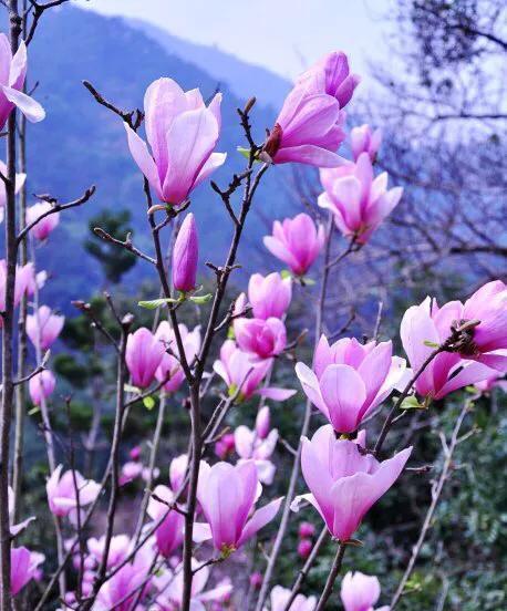 紫色玉兰花（探寻紫色玉兰花的花语和美丽）