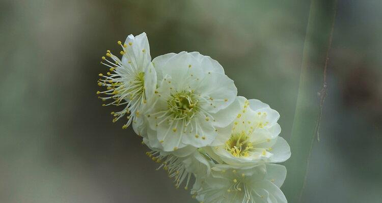 白梅花的花语与寓意（探索白梅花的美丽与深意）