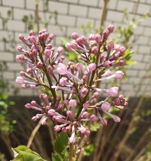 丁香花的含义与象征（探寻丁香花的花语和文化内涵）