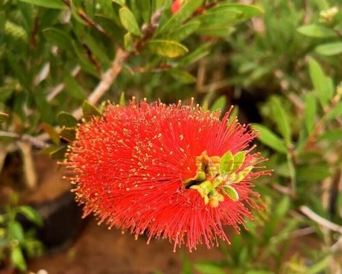 花千层花（揭示花千层花的寓意与象征意义）