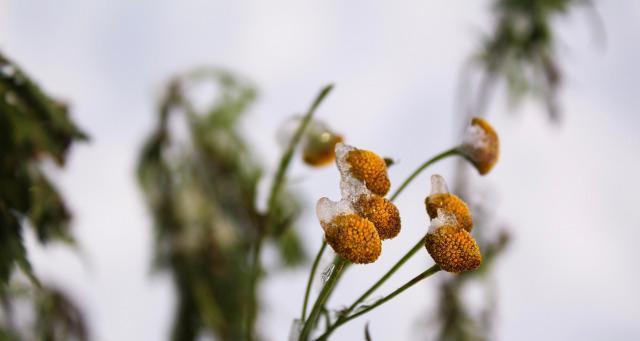 菊残犹有傲霜枝——探讨傲霜枝的意义与内涵（菊花凋零仍然坚韧生长）