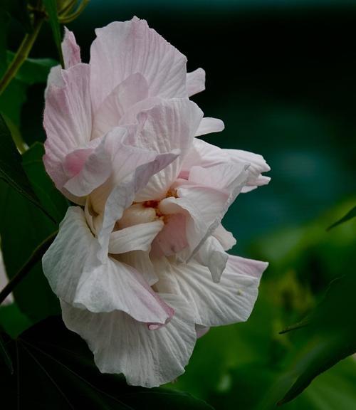 木芙蓉的花语与象征——以木芙蓉的美丽与坚韧为主题（木芙蓉的花语与象征——坚强）