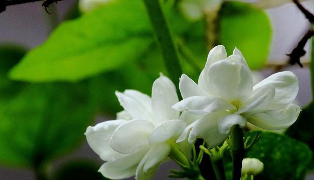 花开花语，茉莉花栀子花与风信子花的意义（探寻花语的奥秘）