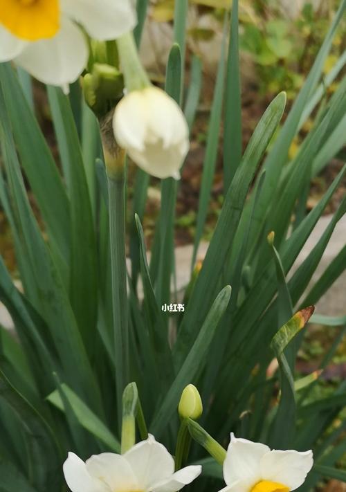 水仙花的意义及不同颜色的象征（解读水仙花的花语）