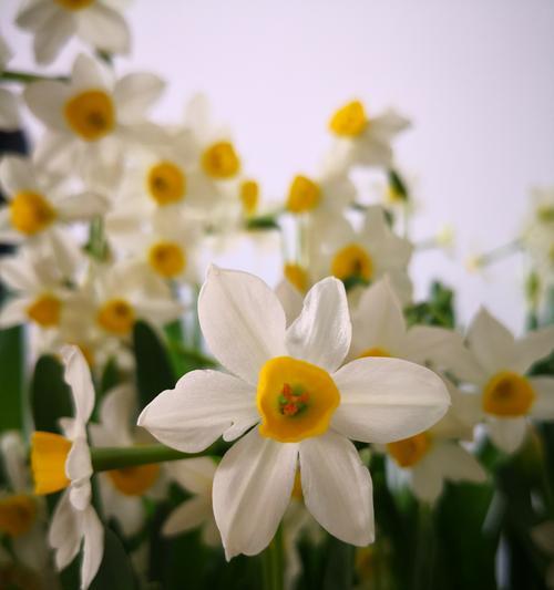 水仙花（水仙花的特点）