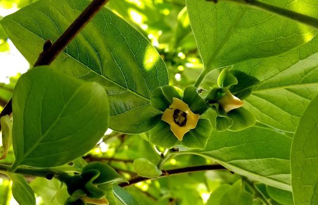 「神秘的柿子（季节）