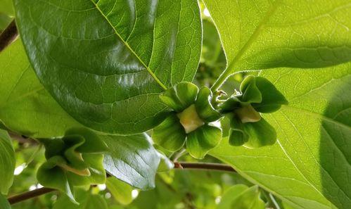 探秘柿子的开花奥秘（时间、样子、习性）