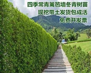 适合做篱笆的植物有哪些（打造优美的围墙）