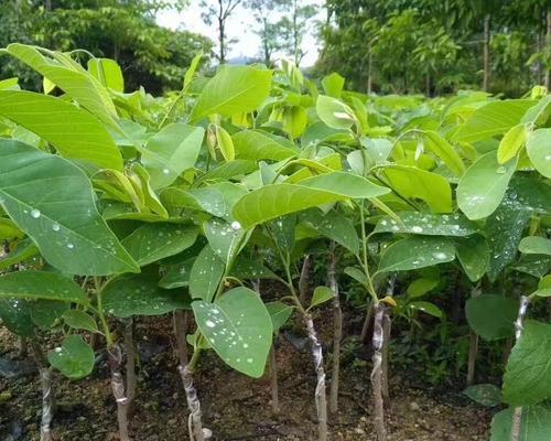 释迦果籽的种植和结果（种植及果实的特征和用途）