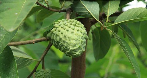 释迦果的种植及适宜地点（了解释迦果的特性）