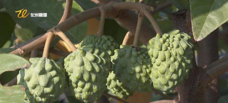 释迦果种植条件及适宜地点选择（适合种植的环境和土壤特征）