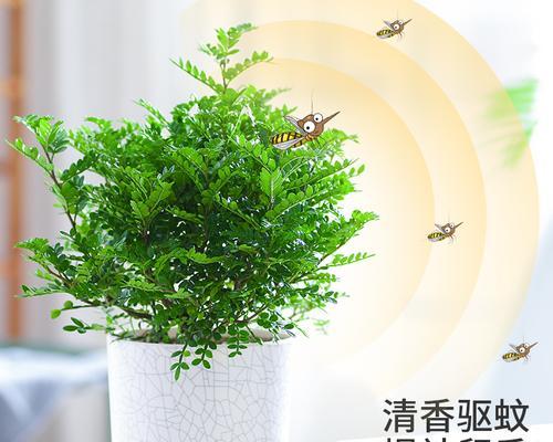 室内驱蚊虫植物盆栽，让家庭更健康（从神奇植物到生态家居）