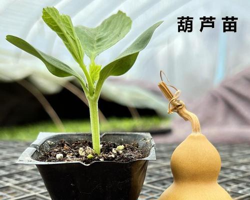 手捻葫芦盆栽之美（从手艺到盆栽）