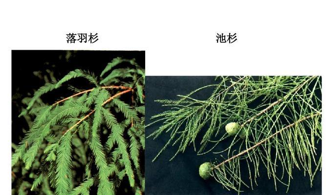 红杉（裸子植物）