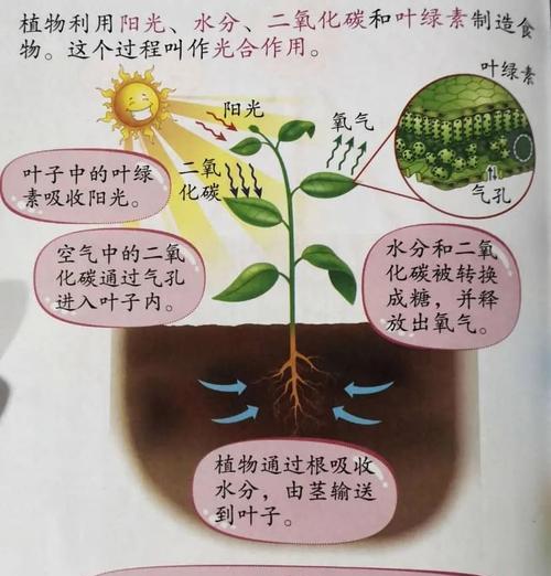 红薯种植技巧